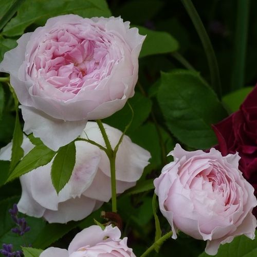 Romantica, Shrub - Rózsa - Inge's Rose - Online rózsa rendelés